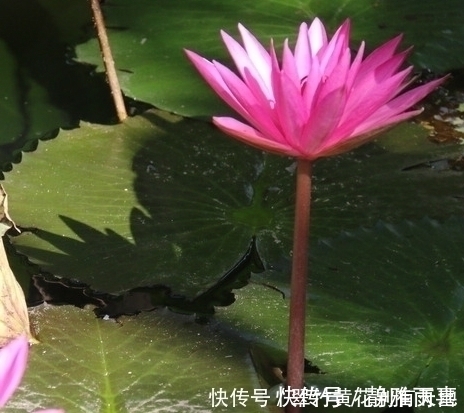 蹭蹭|这三种垃圾千万不要扔,用来养花有大作用,养啥都能蹭蹭长不停