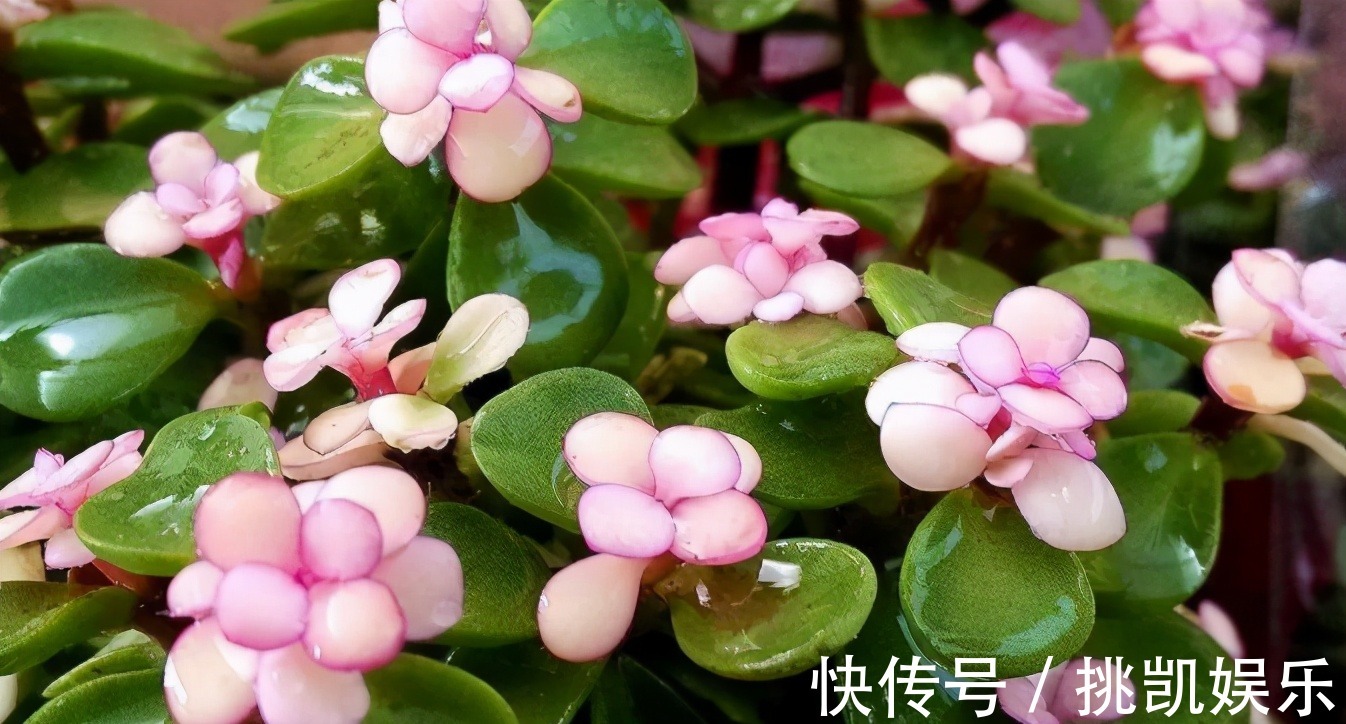 图片|无论你多喜欢养花,都不要碰“3种花”,这都是养花高手被坑过的