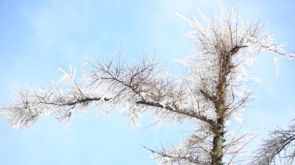 美景|永顺：羊峰山雪后雾凇美景 仿佛置身冰雪童话世界