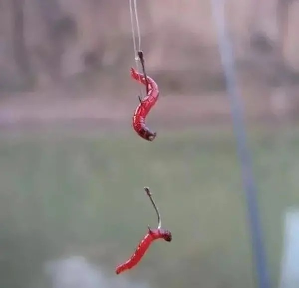 学会这2种挂蚯蚓的方法,想钓不到鱼都难