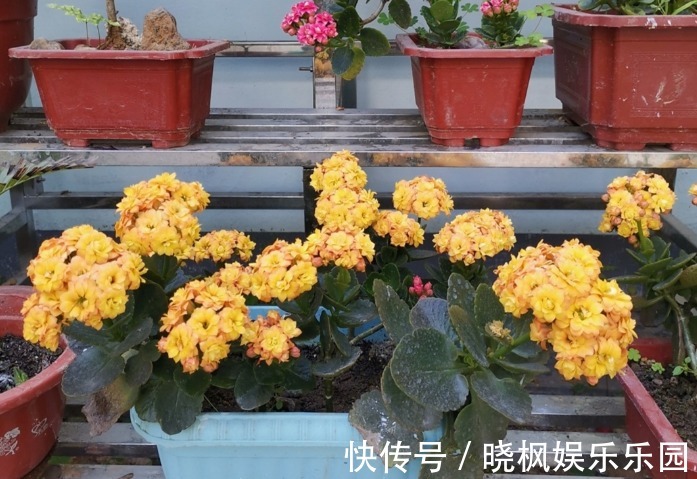 夏季长寿花要休眠,但出现这些情况,一忽视就只能收获空盆