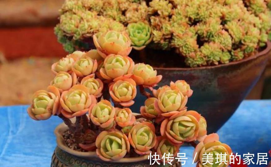 10月后养多肉碧桃,了解掌握4个要点,根茎健壮叶肥美