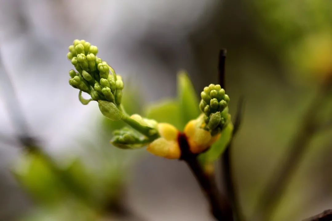 春雨初歇，蓬莱阁赏花正当时！