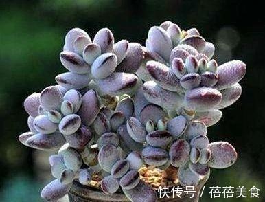 浇水|乒乓福娘如何养的滚圆可爱,除了品种要正,这些也很重要