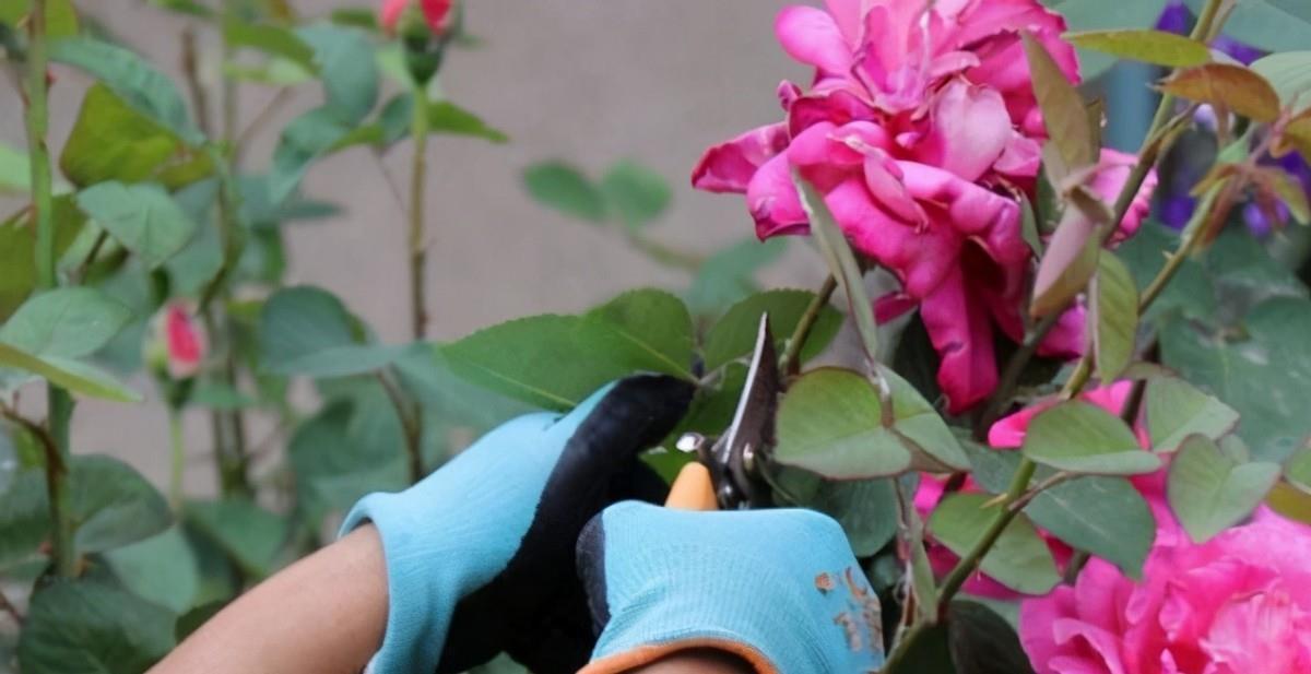 大学问|别小看养花,光修剪就是一门大学问!