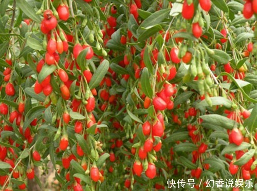 三害|枸杞百利但有三害,危害极大,很多人都不清楚,一直到现在才了解