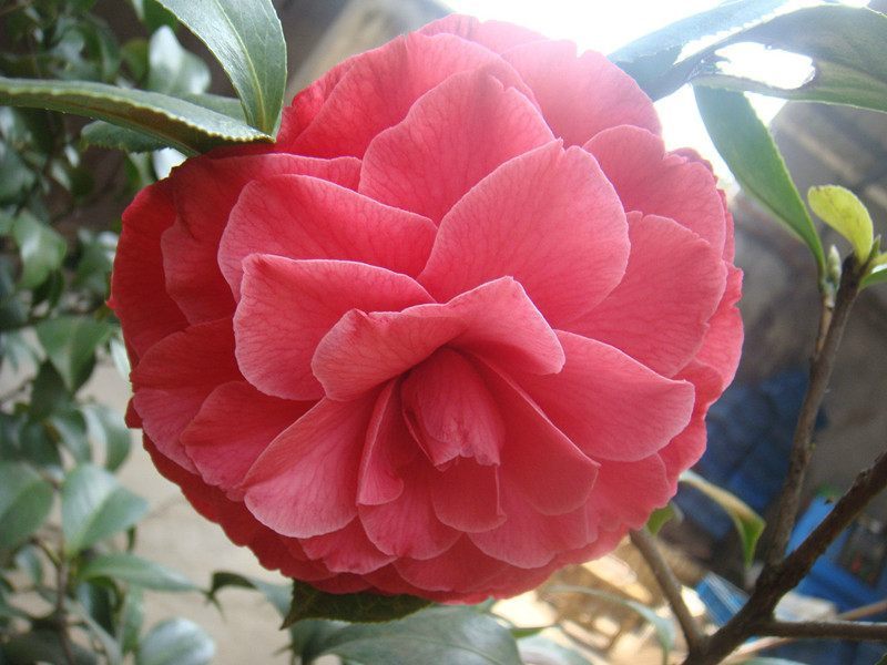 百花之首,不逊于玫瑰的中国茶花,比假花还要美