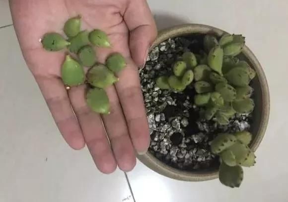 6种花,夏天一定要管住手,水一多就浇死,很多人不知道