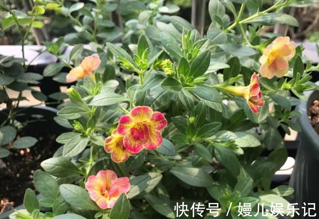 营养土|家庭养花:阳台盆栽此3款,漂亮好活,懒人最爱!