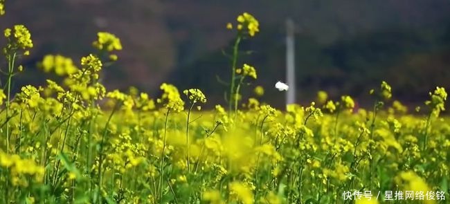 当绝美峰丛遇上金黄油菜花，忻城美得不像话！土司古城·浪漫忻城