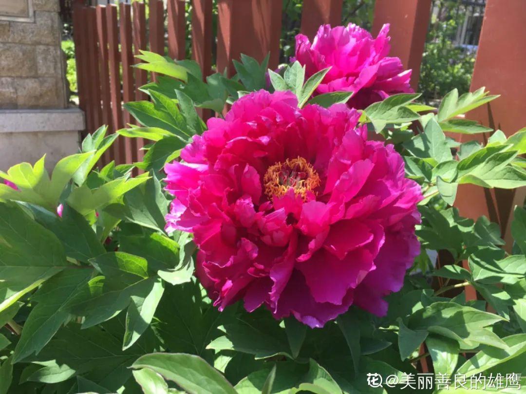 再穷也要养长寿花，寓意好、开花美，养人又养家！