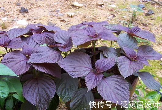 迷迭香|6种“漂亮花”，阳台种一盆，能凉拌能泡茶，生长泼辣，开花多
