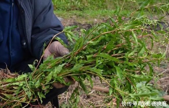 辣椒|辣蓼草比辣椒还辣,却是做酒曲不可少的原材料,附酒曲制作方法