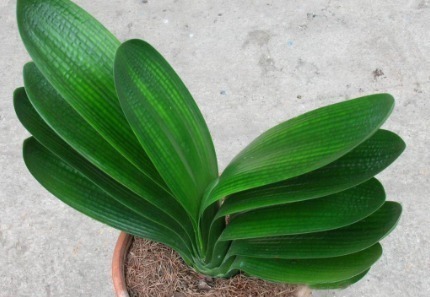 叶片|路边没人要的“小东西”,捡来养花,透气营养高,10年不换盆!