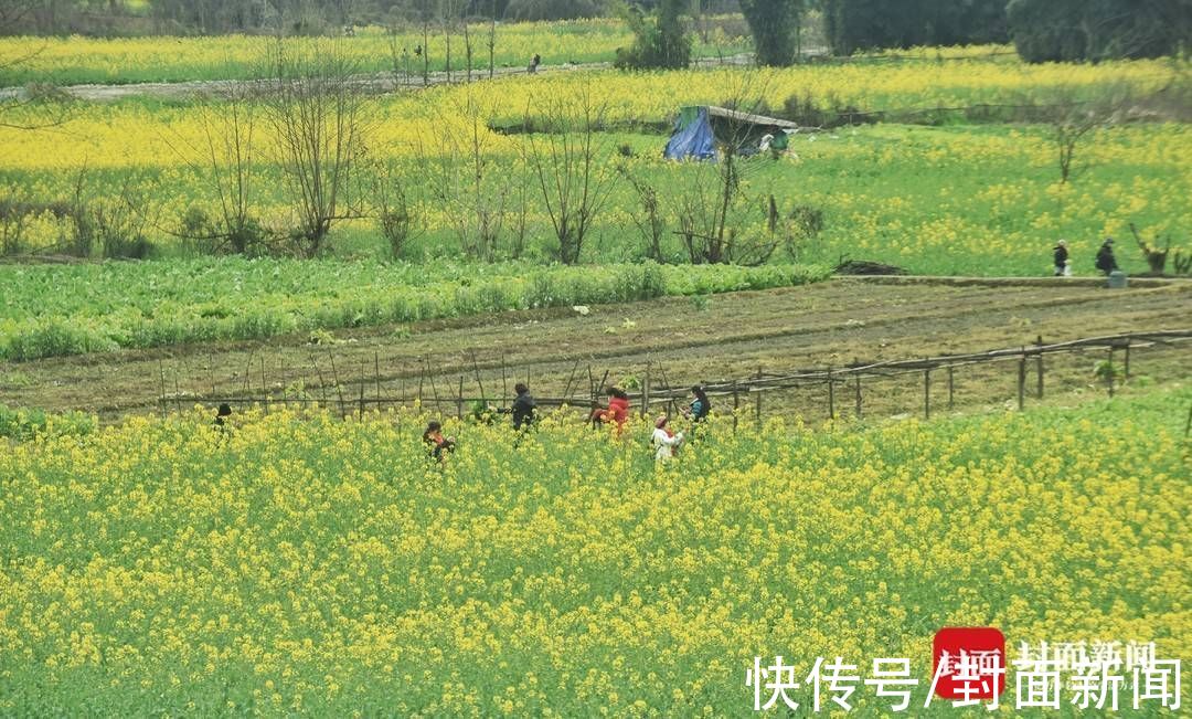 踏青|成都郊外油菜花已悄然绽放 周末搭上开往春天的地铁去赏花踏青