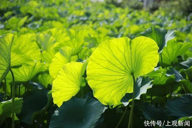 夏天|一到夏天就起红疹？小心是湿热过重，快在水杯里泡点TA→