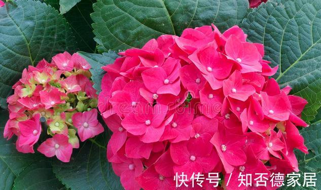 现在逛花市，牢记“8不买”，否则明年没有花看