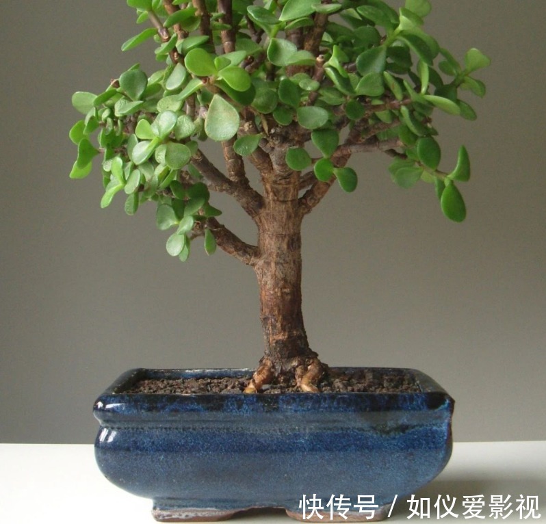 盆栽避开这3点，树马齿笕叶不黄不掉，很快就逆袭成金枝玉叶
