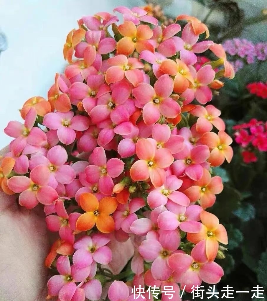 45种长寿花,个个都美爆了,你家养了多少种?