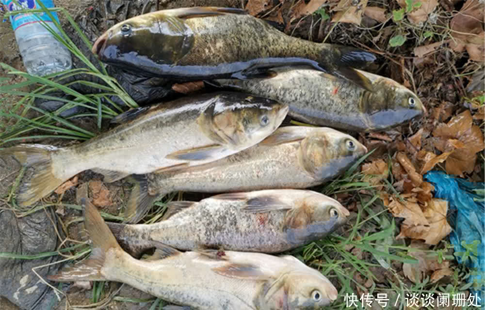 青鱼|初夏钓大鱼,用这些贴近“自然”的饵料配方,大鱼“无力抵触”