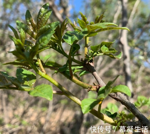 吃法|68种野菜图片，教你认识不同的野菜和吃法，你想要的野菜这里都有
