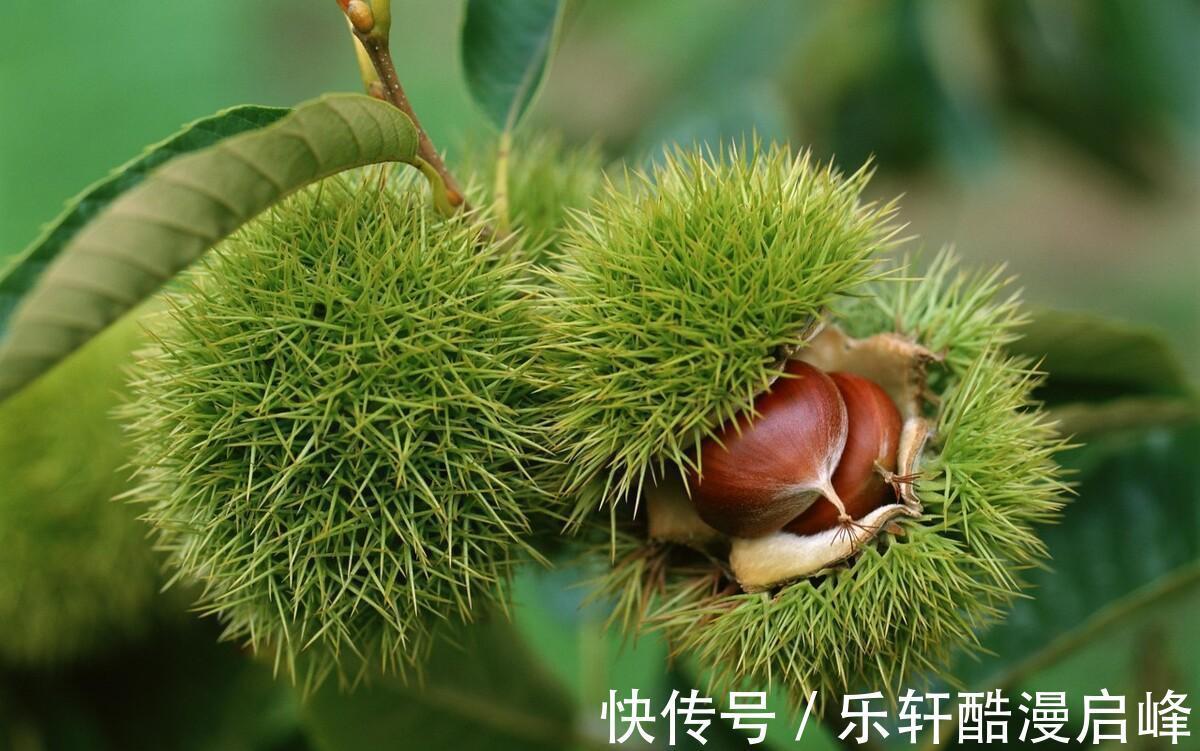 搅拌均匀|中秋来临,这8种“秋果”要多吃,家人团圆必备,降燥润肺两不误