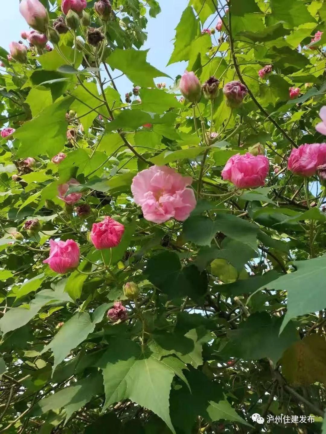  惊喜|十一月花事｜立冬后的惊喜，赏一树芙蓉花开！