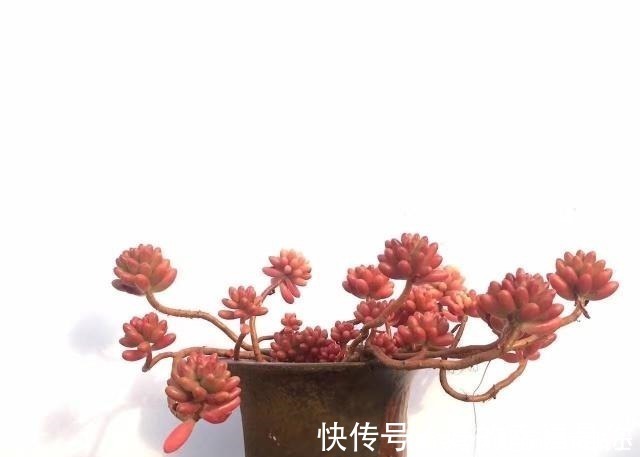 施肥|让多肉胖萌的小技巧，掌握好用处多！让多肉胖萌的小技巧，掌握好用处多！