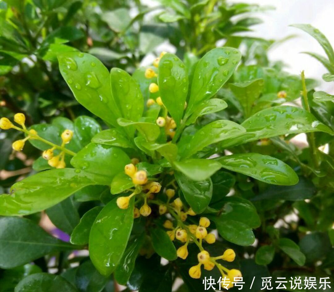 米兰盆栽换盆后叶片发黄又掉落该怎么办两种换盆方式两种方法