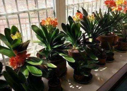 养君子兰, 随便掰块“废渣”扔盆底, 不到半年可以养出50盆