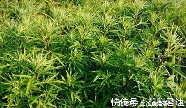 茼蒿|不识货的人，以为这种野草是茼蒿，其实名叫藜蒿，营养价值更高