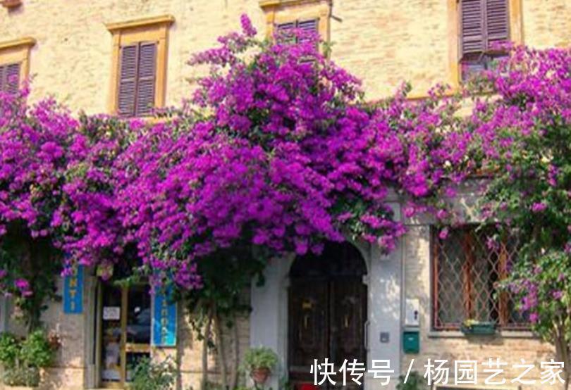 家里吃剩的1种小东西,用来养三角梅,轻松绽放层叠群花