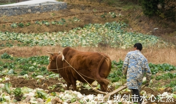 发力点|好运临门事业红红火火，生肖牛不负众望，在职场中站稳脚跟