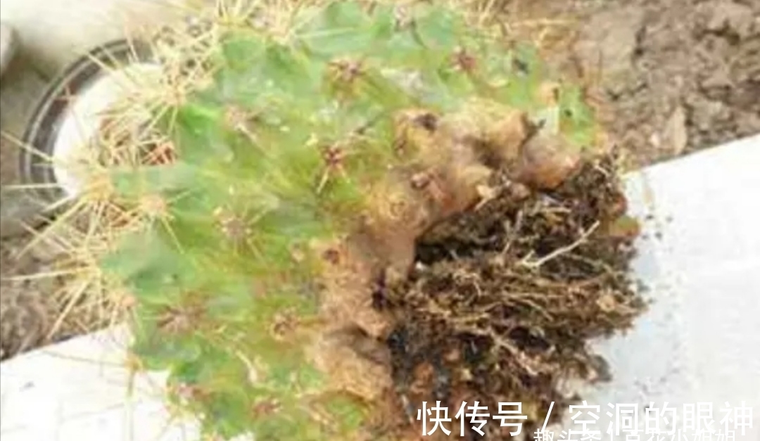 沾水就会黄叶、烂花苞的8种花,空气再干也别“喷水”