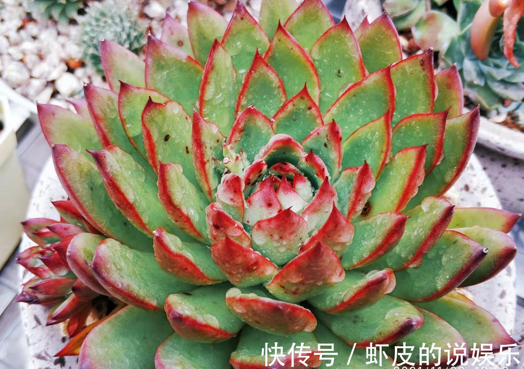 跟圣诞有关的多肉，圣诞东云——特点鲜明绿叶红边，既好养又好看