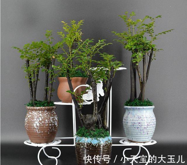 这五种盆栽,除了第二种,其他的大多数花友都没养过