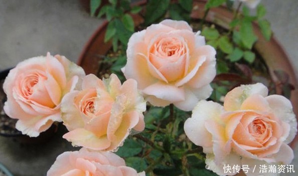 家庭种植月季的不少,真正养好的不多,教你正确追肥方法,更健壮