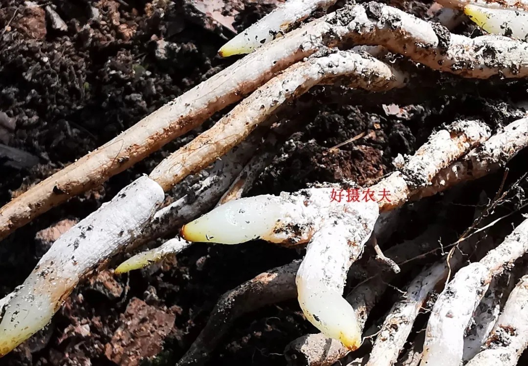 高温|夏天高温,兰花烂根怎么办?这样处理效果好,20天就会长新根芽