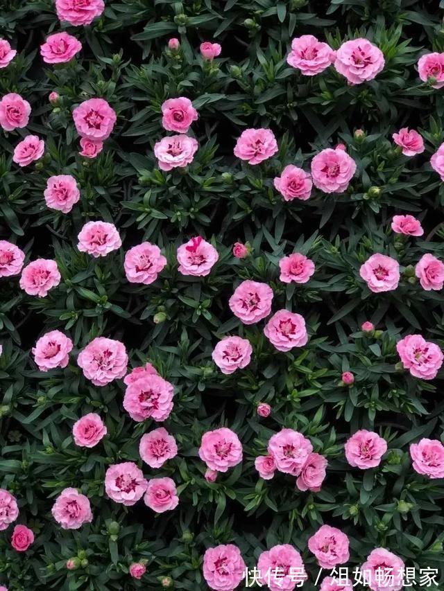 这花爆开50朵,剪几枝送人倍有面子,比买鲜花强多了!