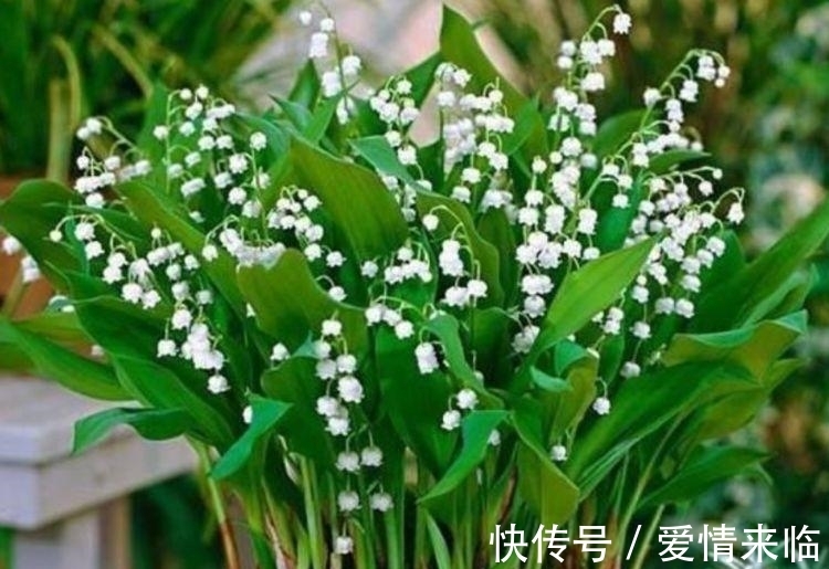 4种花漂亮又容易爆盆,越贱养越爆盆,一开就是300多天