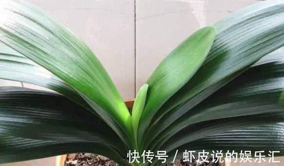 君子兰长歪了，学会3点小技巧，快速纠正变整齐了，见效快