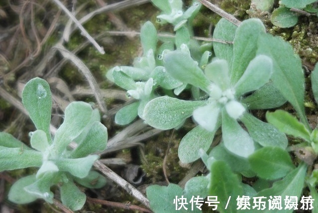 寒食菜|三伏天别一感冒咳嗽就吃药,农村这种野菜对治疗感冒咳嗽有奇效
