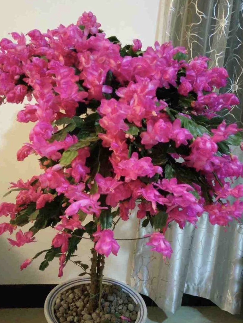 植物|淘米水、黄豆水都别用,自制1种“营养液”浇花,不生虫、无臭味