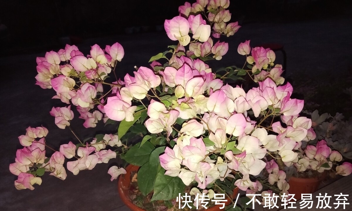 温差|让三角梅开“秋花”，牢记这个“方法”花芽长得快，迅速花爆盆