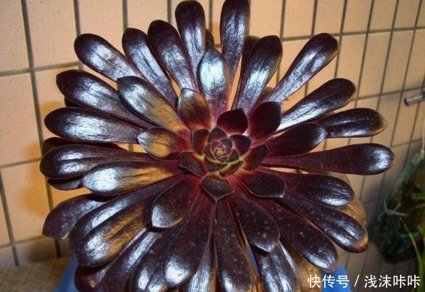 养黑法师，这个细节别忽视，10个月养成“老桩”，价值增1倍！