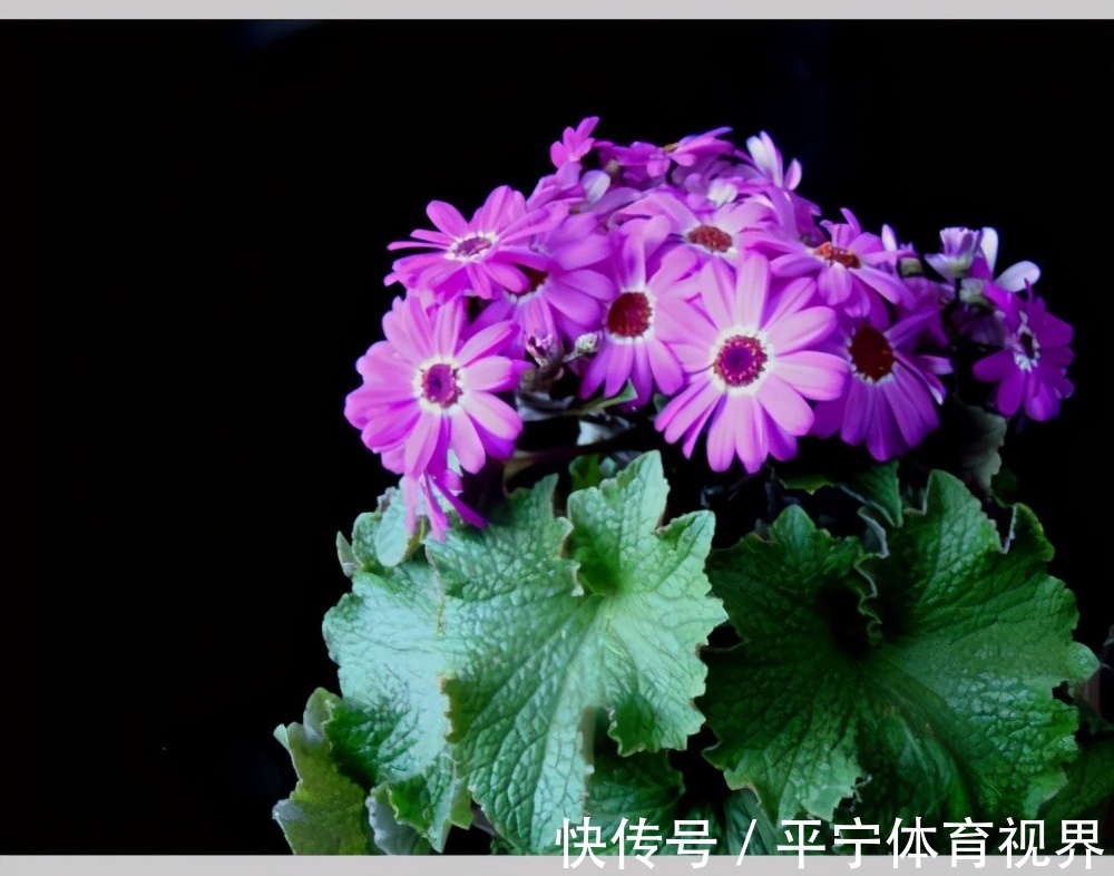 春节|这几种花冬天开爆盆,但一般人家养得不多,现在养正开花,很漂亮