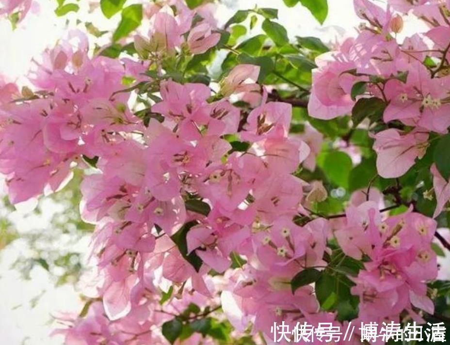 漂亮|此款花卉,花艳易爆盆,越热开花越旺,开成漂亮小花园!