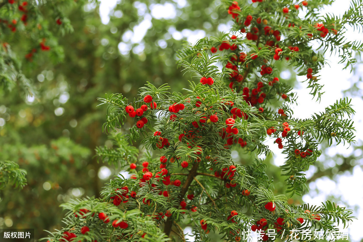 花盆|红豆杉叶片发黄掉落?选盆有技巧,注意这3个要点,美观又好养