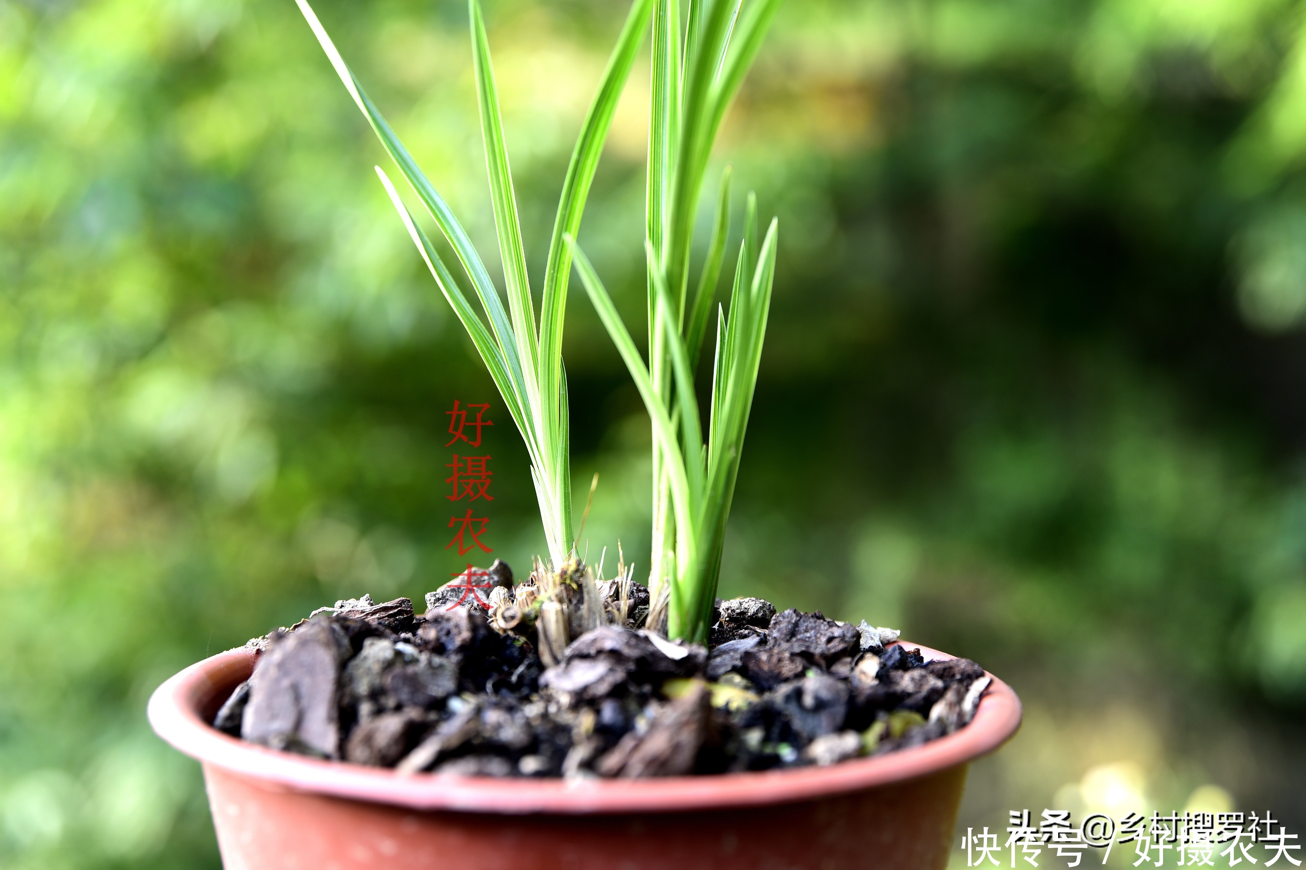 兰花|五月份的兰花最怕什么?施肥操作不当,15天兰花根烂苗枯