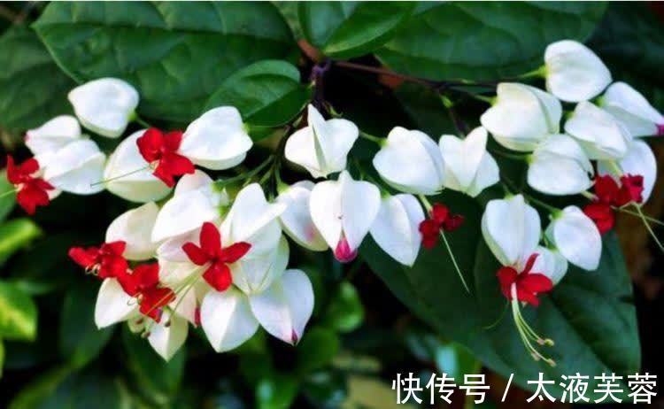 超漂亮的4种花,好养不占地,花型独特,一片醉人花海!